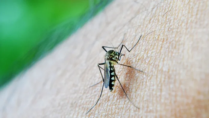 Todas las provincias del país registran casos autóctonos de dengue.