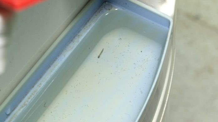 Larvas de mosquito se alojan en depósitos de dispensers.