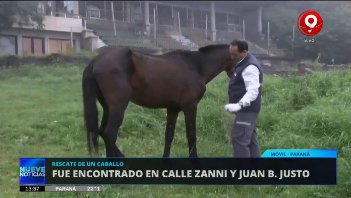 La Municipalidad de Paraná rescató un caballo abandonado, que trotaba por calle Zanni y Juan B. Justo de la capital provincial.